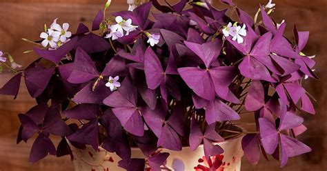 Oxalis Triangularis o Trébol Morado Planta .